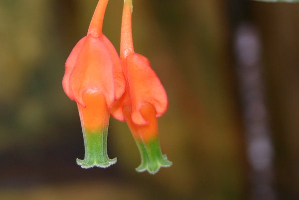 http://www.cloudjungle.com/CloudJungle/Ericaceae/Macleania/Macleania pentaptera flower1.jpg